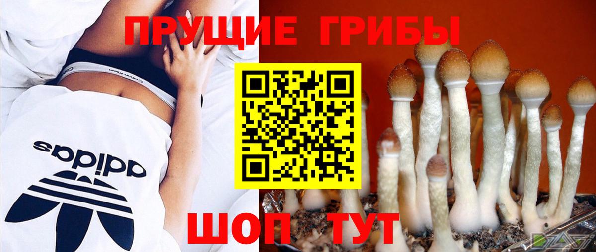 Псилоцибиновые грибы Cubensis Кинель